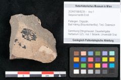 Foto (Objekt + Etikett) von Sequoia hardtii Endl. (NHMW-GEO-2024-0188-8239)